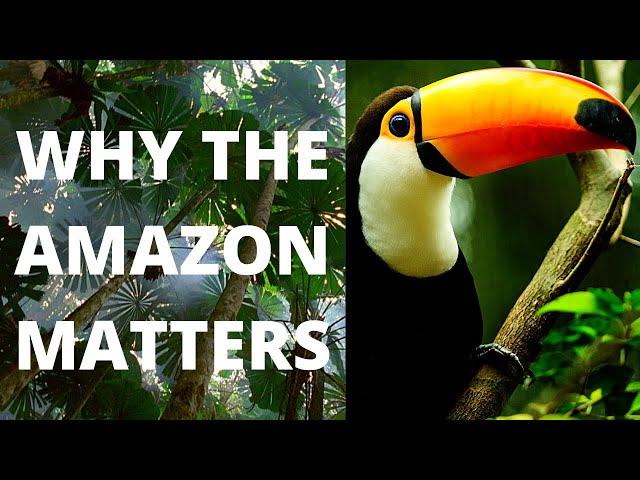 Why the Amazon Rainforest is So Important - 5 Key Reasons