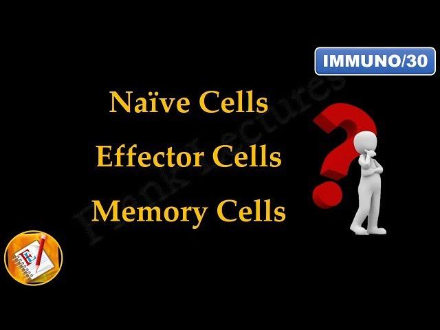 Naive Cells, Effector Cells and Memory Cells (FL-Immuno/30)