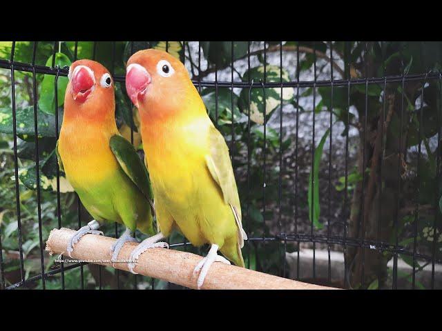 Lovebird Chirping Sounds 9 Hours - Pastel Green & Pastel Olive