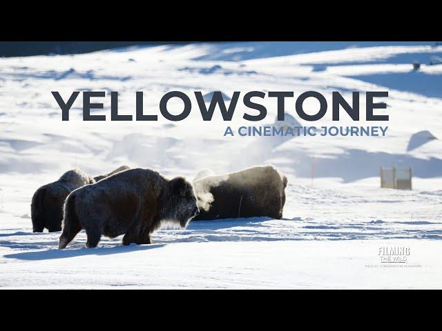 Yellowstone A Cinematic Journey | Sony A7s III | Sigma 60-600mm DG DN | 10x Zoom Mirrorless Wonder