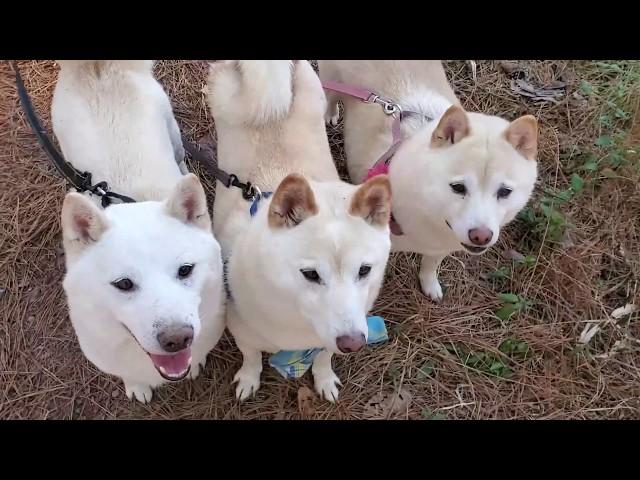 Kanji's Hiking Adventure