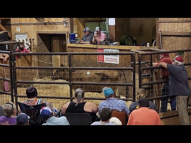 Cattle Auction