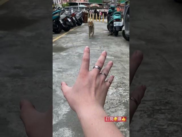 神羅天征（柴犬版）#寵物 #柴犬 #可愛 #推薦 #火影忍者