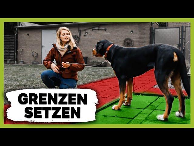 So setzt du deinem Hund richtige GRENZEN für eine gute KOMMUNIKATION