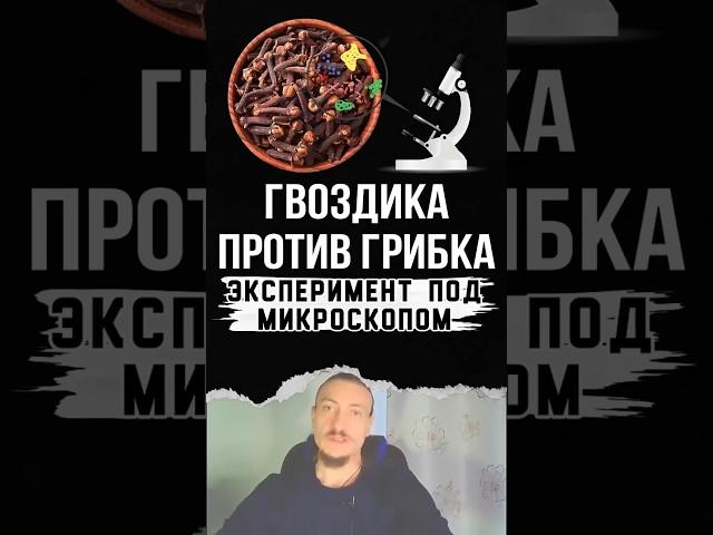 Как гвоздика борется с грибком.  Эксперимент под микроскопом #грибок  #здоровье #кандида