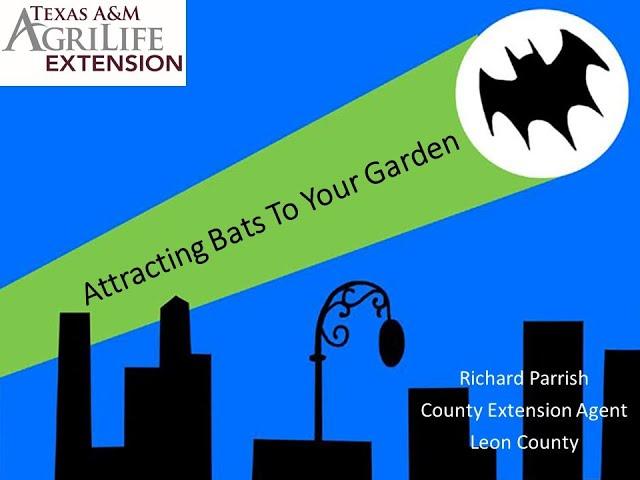 Attracting Bats To Your Garden