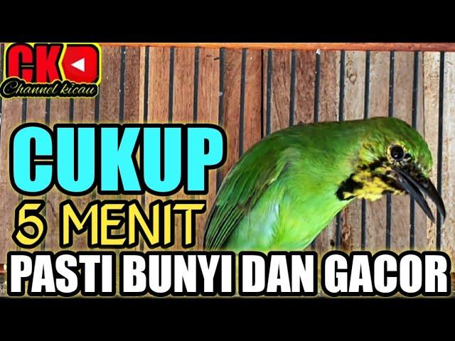 PANCINGAN CUCAK IJO BIAR BUNYI DAN GACOR, AMPUH UNTUK PANCINGAN CUCAK IJO BAHAN