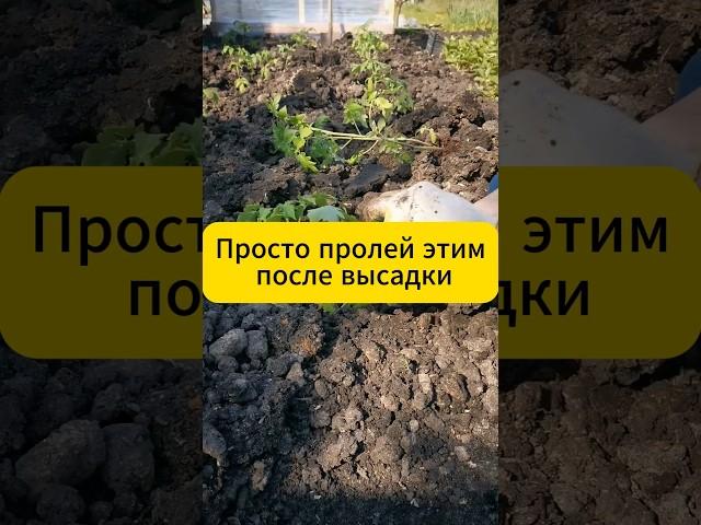Просто пролей этим после высадки томаты, огурцы! #дача #огород #сад #подкормка #томаты #огурцы