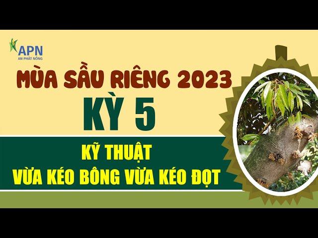 APN - KỸ THUẬT VỪA KÉO BÔNG VỪA KÉO ĐỌT SẦU RIÊNG - MÙA SẦU RIÊNG 2023 KỲ 5