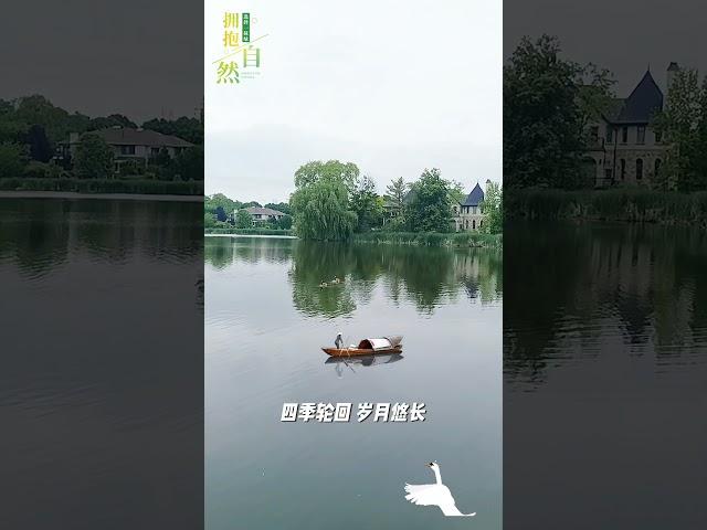 碧波荡漾，野鹅戏水，快去拥抱大自然吧…#分享 #大自然 #大自然的馈赠