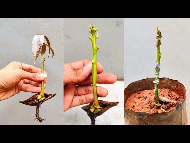 Mango Stone Grafting | Mango grafting simple technique | #grafting