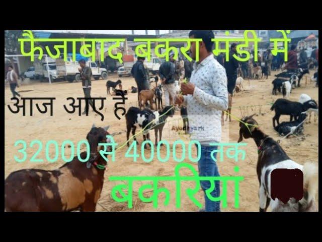 Faizabad Bakra Mandi फैजाबाद में बकरा मंडी#youtubevideo #bakri#goatfarming#bakramandi February 2024