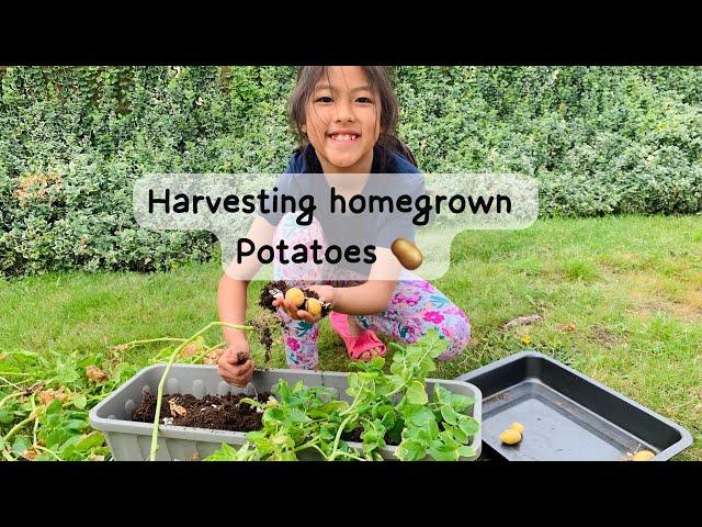 Harvesting homegrown potatoes  #homegardening #younggardener