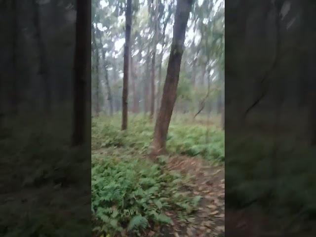 Pilibhit tiger reserve #pilibhit #tiger #tigerreserve #viral #shorts