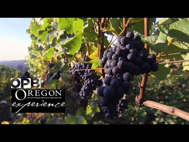 Grapes of Place: How Oregon changed the world of wine | Oregon Experience | OPB