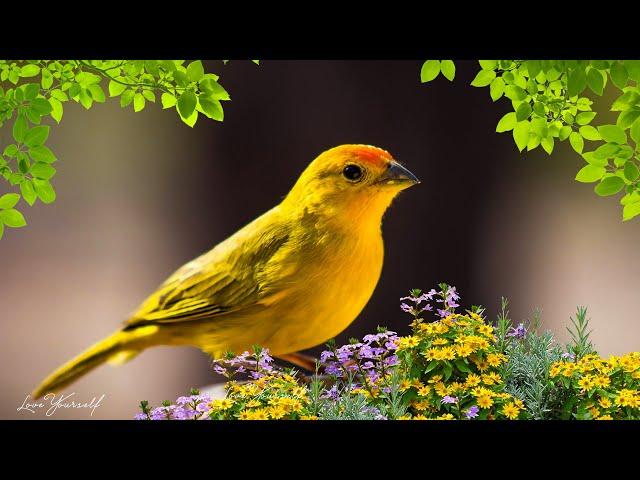 Soothing music for nerves healing music for the heart and blood vessels, relaxation, music for soul