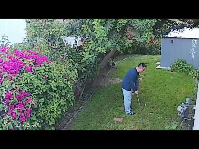 Cat and backyard Golf