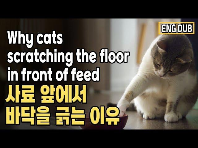 [Eng Dub] Why cats scratching the floor in front of  feed?