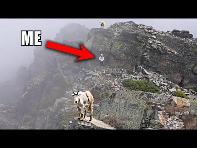 We hiked with mountain goats | Scotchman Peak, ID