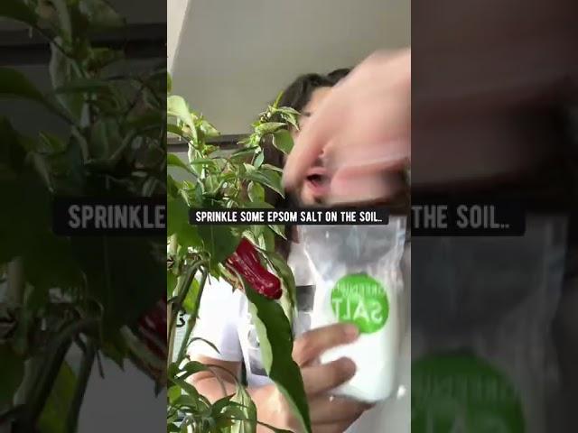 Gardening Hacks You Need to Know! creative explained