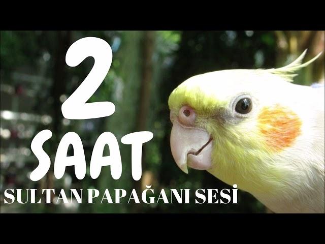 Sultan Papağanı Sesi 2 SAAT