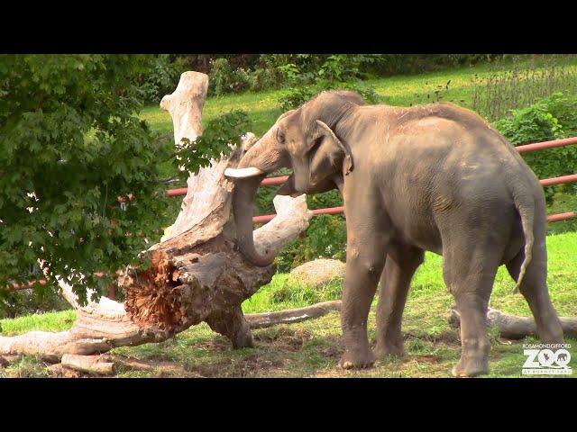 Elephant Musth