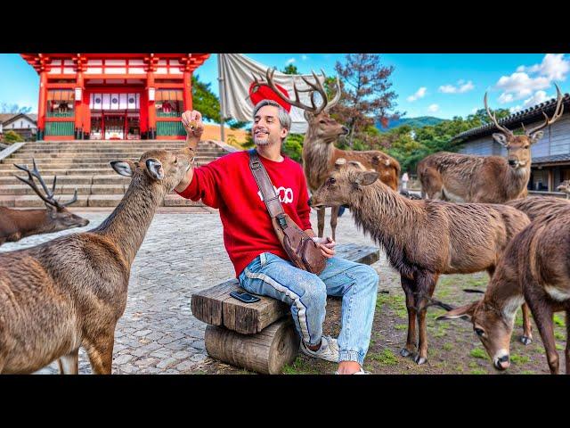 Japan15 Nara  !گوزن های مقدس ژاپنی