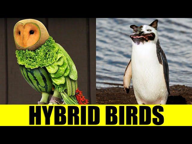 HYBRID BIRDS - Animals That Don't Exist