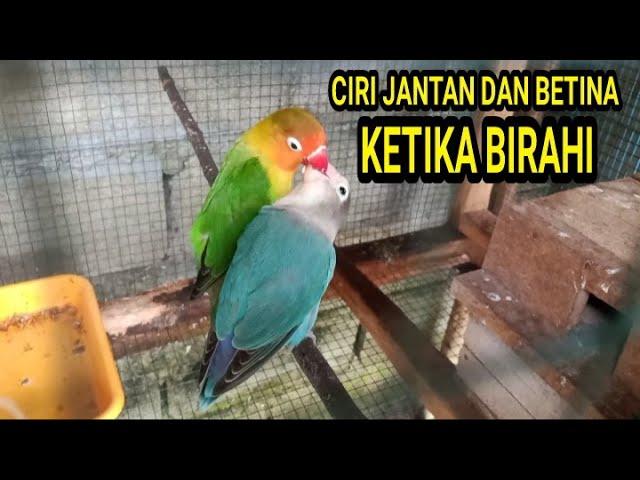 CIRI-CIRI LOVEBIRD JANTAN DAN BETINA KETIKA SEDANG SALING LOLOH DAN BERTENGGER