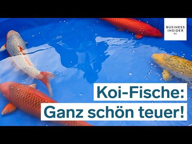 Warum dieser Koi-Fisch 1,8 Millionen US-Dollar kostet | Ganz schön teuer!