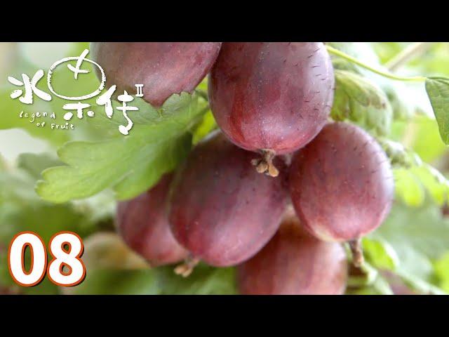 【水果传第2季】第8集：不能没有你 | Legend of Fruit S2 | 腾讯视频 - 纪录片