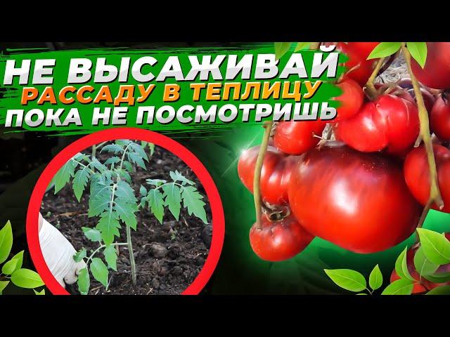 Положила это В ЛУНКУ, помидоров море и они крупные