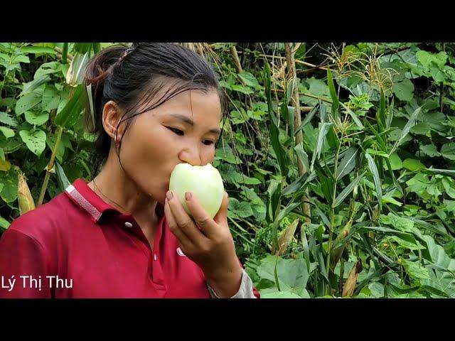 Full video 190 days: Harvesting Melons, Corn, Plums - Taking care of pets, Picking medicine.