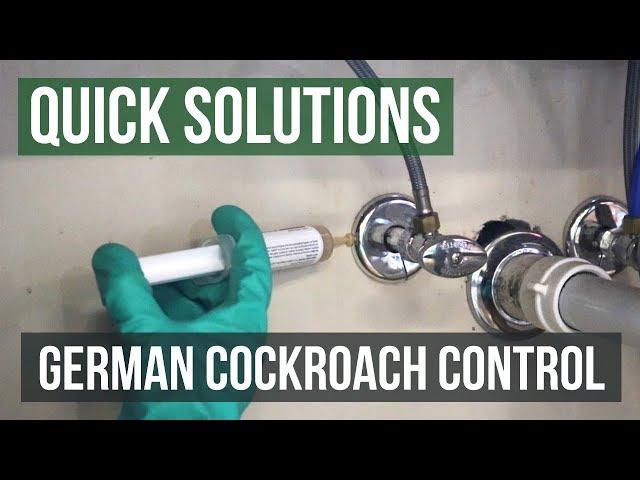 German Cockroach Control (100% Guaranteed)