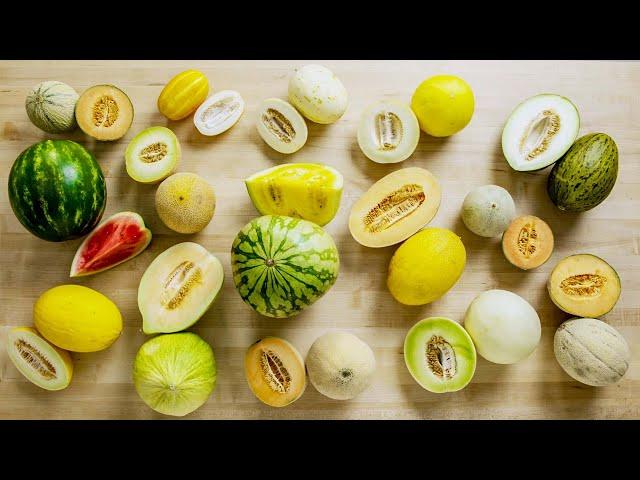 Trying Every Type Of Melon | The Big Guide | Epicurious