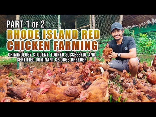 RHODE ISLAND RED FARMING: CRIMINOLOGY STUDENT, TURNED SUCCESSFUL, CERTIFIED DOMINANT CZ D853 BREEDER