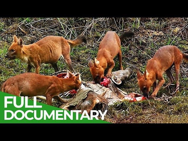 Hunt or Prey | Thailand's Wild Side - Part 1 | Free Documentary Nature