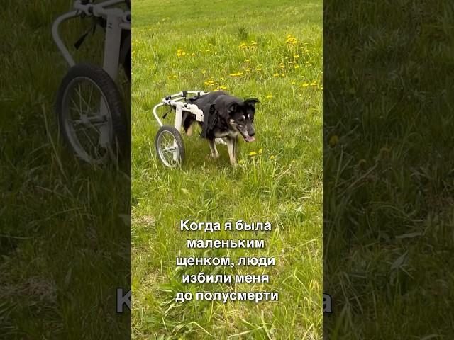 Меня избили когда была щенком