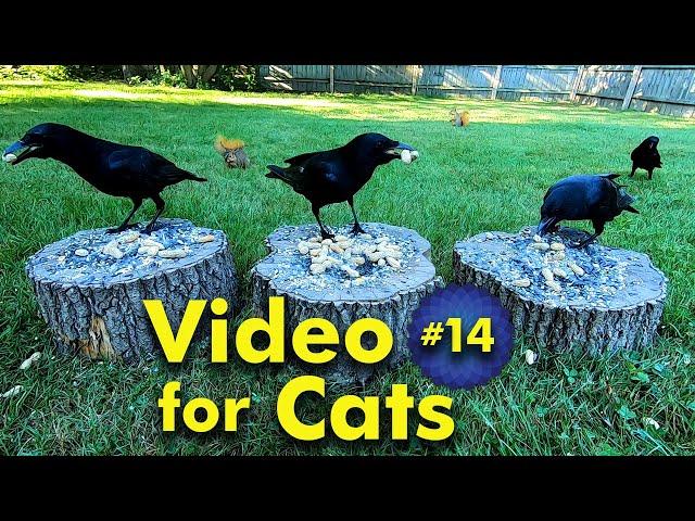 TV for Cats | Backyard Bird and Squirrel Watching | Video 14