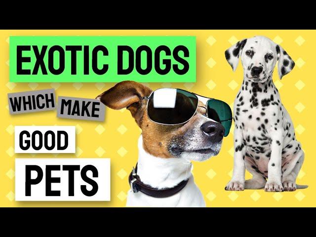 10 Exotic Dog Breeds That Make Wonderful Pets