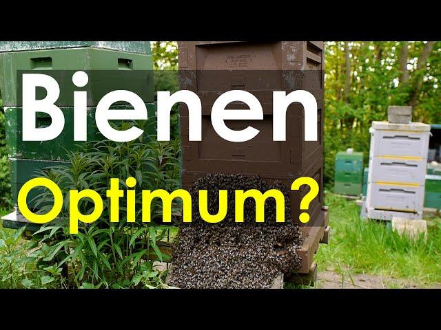 Bienen-Optimum: warum verhindern manche Imker starke Völker? Kritikvideo