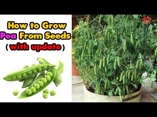 How to grow Green Peas from Seeds - Growing peas in Containers