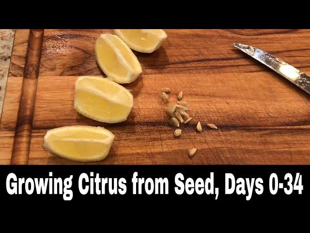 Growing Citrus Trees (Lemons and Oranges) From Seed, Days 0-34