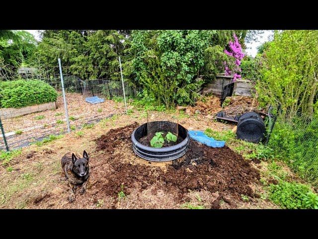 Planting My GIANT Pumpkin! // Whitt Acres