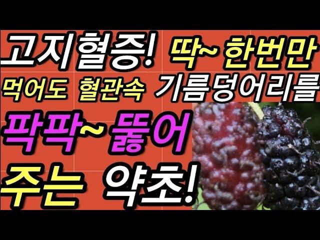 고지혈증!,딱~한번만,먹어도,혈관속,기름덩어리를,팍팍~뚫어,주는,약초!                             뽕나무가지,상지,상조,桑枝,桑條,@WellbeingTV