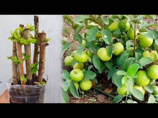 guava plant growing||guava plant growing in telugu #basha garden