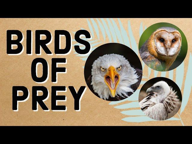 Birds of Prey for Kids - Raptors : Eagle, Owl, Vulture, Hawk, Falcon Nature HD Documentary