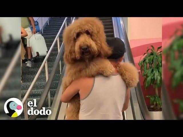 Este perro grande piensa que todavía es un bebé | El Dodo