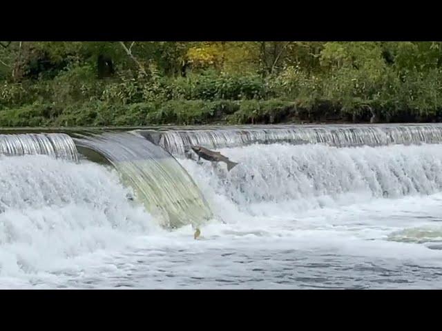 Get to know salmon in the Toronto region