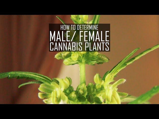 Seeds, Soil & Sun: How to Grow Cannabis (#3 How To Determine Male/ Female Plants)
